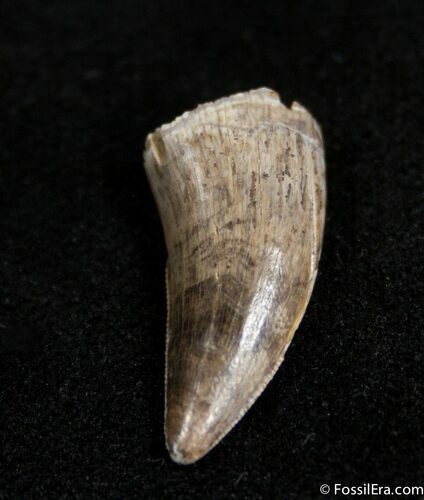 Nice Dromaeosaur/Raptor Tooth From Montana #1498